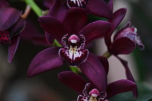 2025-01155994 Tower Hill Botanic Garden, MA